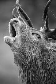 Beautiful Black And White Animal Photography Love This Black And White Animal Photos Animal Photography Animals Animal Photo