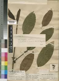 Image result for Cassipourea gummiflua