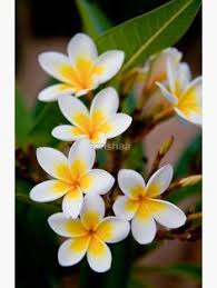 Untitled Greeting Card By Torishaa Beautiful Flowers Wallpapers Beautiful Flowers Amazing Flowers