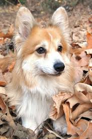 Fluffy Corgi Relaxes In Some Leaves Corgi Corgi Dog Puppies
