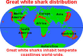 Great White Shark Enchanted Learning Software