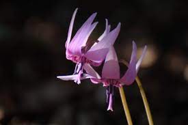 Check spelling or type a new query. ã‚¨ãƒªã‚¹ãƒ­ãƒ‹ã‚¦ãƒ ã®ã¾ã¨ã‚ è‚²ã¦æ–¹ã¨èŠ±è¨€è'‰ç­‰7å€‹ã®ãƒã‚¤ãƒ³ãƒˆ æ¤ç‰©ã®è‚²ã¦æ–¹ã‚„è±†çŸ¥è­˜ã‚'ãŠä¼ãˆã™ã‚‹ã‚µã‚¤ãƒˆ