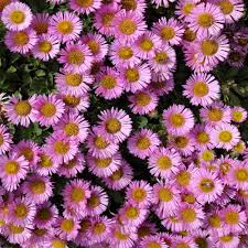 Image result for Aster