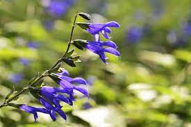 Welcome to our gallery featuring plants and flowers that start with b. 100 Plants And Flowers That Start With B Home Stratosphere