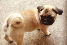 In fact, pugs seem to have the curliest tail of all dog breeds. Why Do Pugs Have Curly Tails Pugs Home Pug Tips