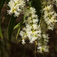 Image result for Melaleuca leucadendron