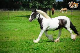 Cob Horses For Sale In The Uk Pets4homes