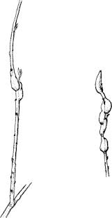 Image result for Cyperus breviradius