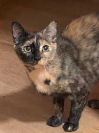 Pet smart is a pet supermarket chain selling pets, pet care products and accessories. Adopt Nona Foster Salem Nh On Petfinder Cat Adoption Help Homeless Pets Pet Adoption