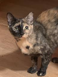 Unfortunately, no one has come forward to claim this girl. Adopt Nona Foster Salem Nh On Petfinder Cat Adoption Help Homeless Pets Pet Adoption