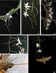 Image result for Rangaeris