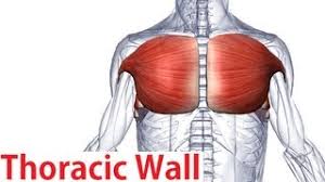 We did not find results for: Chest Muscles Anatomy Learn For Better Workouts