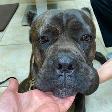 Maybe you would like to learn more about one of these? Eye Care For Animals San Diego Ca Home Facebook