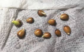 Finally its time for the zip lock bag. How To Grow A Lemon Tree From Seed Step By Step Guide