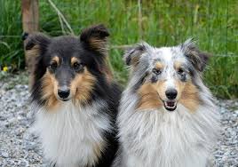 Michigan rough collie breeder of quality rough collies and rough collie puppies in all colors. Dog Dogs Shetland Sheepdog Female Blue Merle Male Tricolor Pets Sweet Loving Affectionate Portrait Tender Affectionate Soft Pikist
