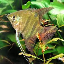 Freshwater Angelfish Species Profiles And Natural History
