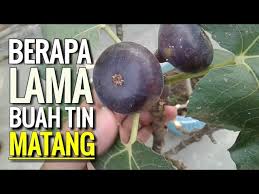 Tanaman buah tin green jordan. Buah Tin Cepat Lambat Matang Youtube