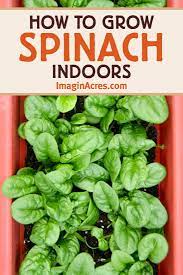 Check spelling or type a new query. How To Grow Spinach Indoors Imaginacres Growing Spinach Growing Food Indoors Indoor Vegetable Gardening