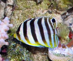 Black And White Striped Saltwater Aquarium Fish The Multibar Angel Many Banded Angelfish Or Multibarred Angelfish Has Individual Black And Yellow Vertical Bands Arranged Sea Fish Cool Fish Butterfly Fish