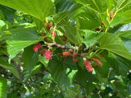 Image result for Morus