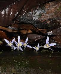 Image result for Exochaenium