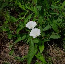 Image result for Convolvulus goyderi