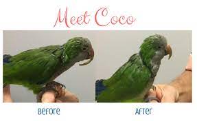 A Healthy Bird Has A Healthy Beak Del Mar Veterinary Hospital Del Mar Veterinary Hospital