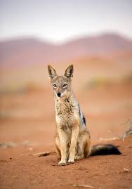 Image result for Cynomys gunnisoni obrázek