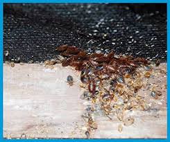 Faire appel à un exterminateur pour tuer les puces. Punaise De Lit Comment Les Detecter Et Quel Traitement Pour S En Debarrasser