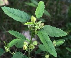 Image result for Sida spinosa