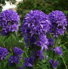 Stock Photo Campanula Glomerata Superba Clustered Bellflower Flowers Perennials Purple Perennials Perennial Plants