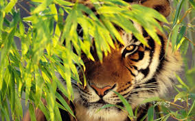 The lack of a strong divide between humanity and animal nature in multiple traditional and ancient cultures has provided the underlying historical context for the popularity of tales where humans and animals have mingling relationships, such as in which. Tiger Desktop Wallpapers Top Free Tiger Desktop Backgrounds Wallpaperaccess
