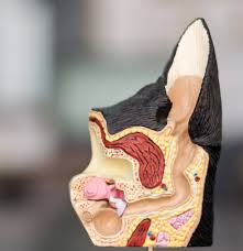 Image result for mold in the ear dog