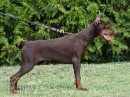 Buy and sell dobermanns puppies & dogs uk with freeads classifieds. Doberman Pinscher For Sale Doberman Pinscher Puppies