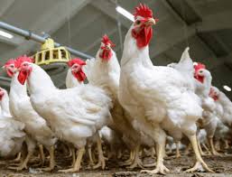 Penyebab naik turunnya harga ayam broiler doc dan pakan. Daftar Harga Ayam Broiler Hari Ini Terbaru Mei 2020 Sukakewan Com