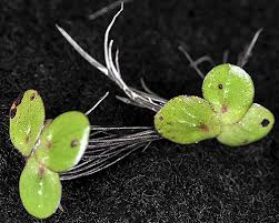 Image result for Spirodela