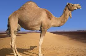 How camel got it's hump explains how the lazy and idle camel was punished. 10 Common British Expressions That Baffle Americans Anglophenia Bbc America