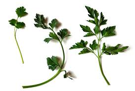 How To See The Difference Between Parsley Coriander Cilantro And Celery Parsley Coriander Cilantro Coriander