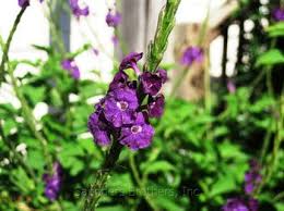 Image result for Stachytarpheta