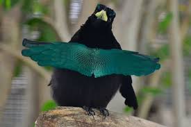 Image result for Lopholaena sp.no.1