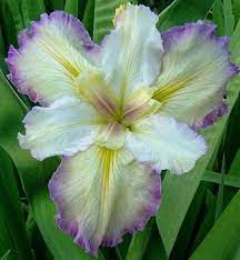 Louisiana Irises Nz Iris Society Iris Flowers Louisiana Iris Unusual Flowers