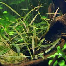 Image result for Hygrophila mutica