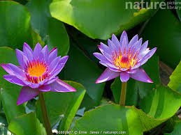 Image result for Nymphaea nouchali