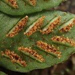 Image result for Asplenium barteri