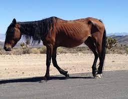 The metropolitan museum of art new york city, united states. How To Safely Refeed The Malnourished Horse Horse Journals