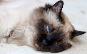 However judging by my two short haired cats, they still seem to shed heaps. Do Birman Cats Shed A Lot 3 Things To Keep In Mind Purr Craze Cat Breeds All Cat Breeds Birman Cat