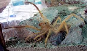 Despite the name, camel spiders are not spiders (and they're obviously not camels!). Solpugids And Camel Spiders Archives Page 14 Of 20 What S That Bug