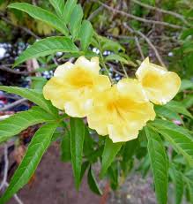 Image result for Tecoma