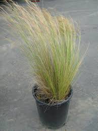 Image result for Polystachya tenuissima