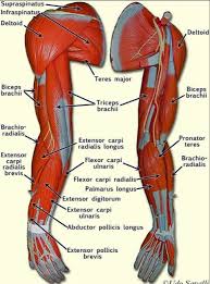The muscles of the torso, examined in the previous chapter, include a few that attach directly into the upper arm and help move the humerus at the shoulder joint. Target Areas Body Anatomy Human Muscle Anatomy Muscle Anatomy